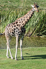 Image showing gorgeous giraffe
