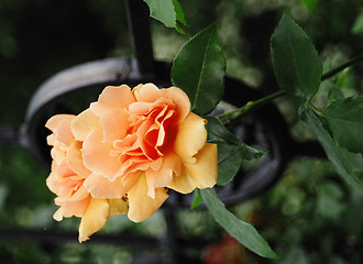 Image showing orange rose flower