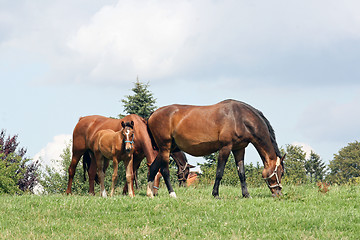 Image showing group of horses