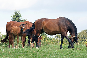 Image showing group of horses