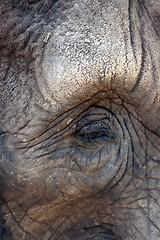 Image showing elephant