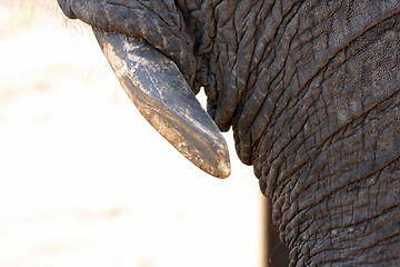 Image showing elephant