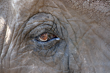 Image showing elephant