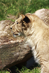 Image showing young lion