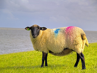 Image showing sheep on dike