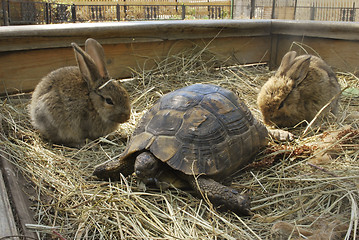 Image showing terrapin and two rabbits 
