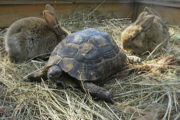 Image showing terrapin and two rabbits