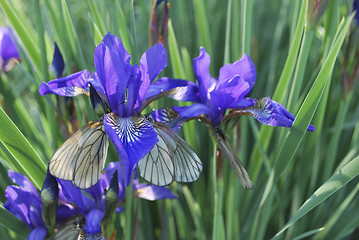 Image showing iris and butterfly