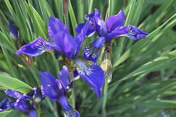 Image showing iris and butterfly