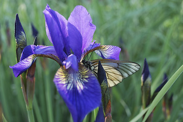 Image showing iris and butterfly