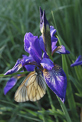 Image showing iris and butterfly