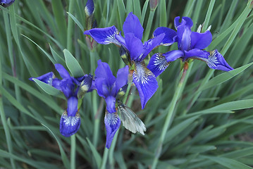 Image showing iris and butterfly