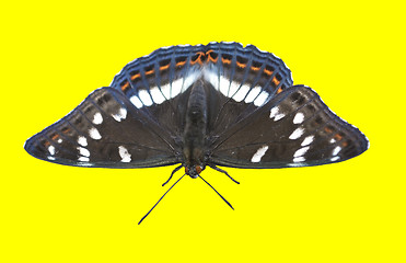 Image showing  butterfly