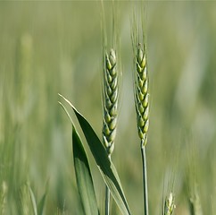 Image showing Wheat