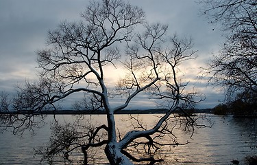 Image showing Tree