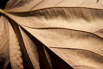 Image showing Leaf