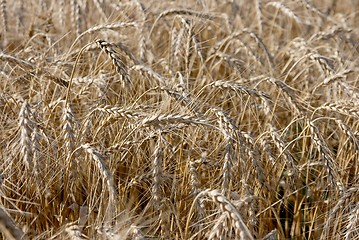 Image showing Wheat