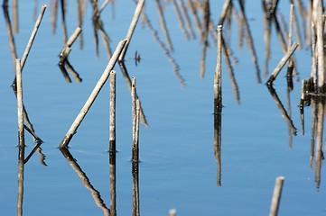 Image showing Swamp