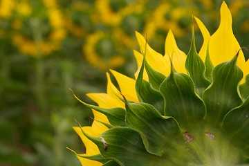 Image showing Sunflowers