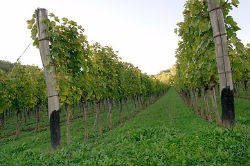 Image showing Grapeyard