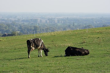 Image showing Cows