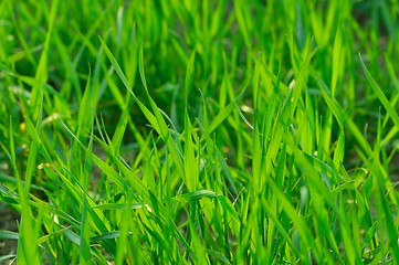 Image showing Grass