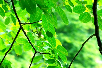 Image showing Leaves