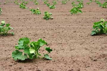 Image showing Agriculture