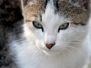 Image showing Cat