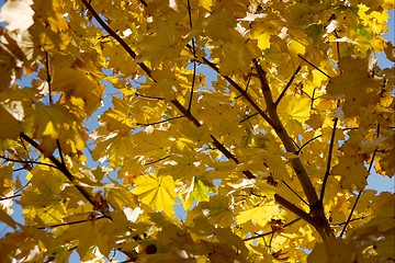 Image showing Autumn Leaves