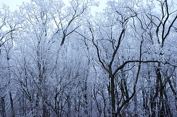 Image showing Frosty forest