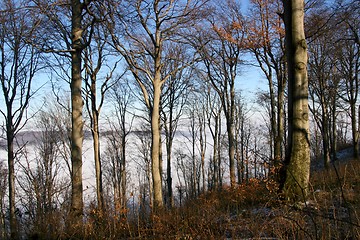 Image showing Autumn forest