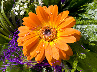 Image showing gerbera flower