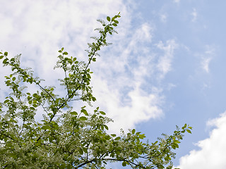 Image showing Spring flowers and sky