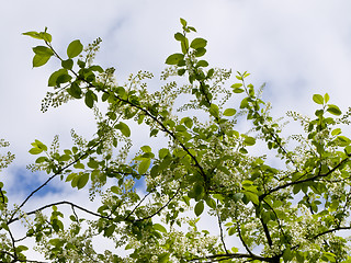 Image showing Spring branch with flowers