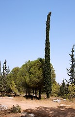 Image showing Round pinetree and long thin cypress 