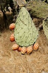 Image showing Fruits of tzabar cactus, or prickly pear