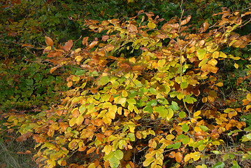 Image showing leaves