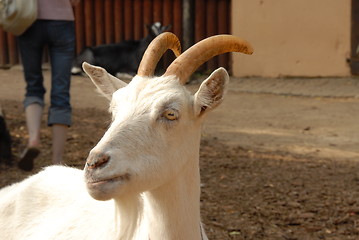 Image showing white goat