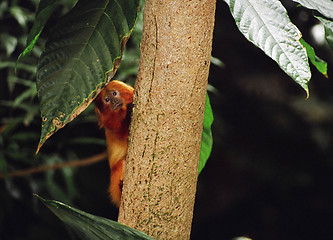 Image showing monkey on a tree