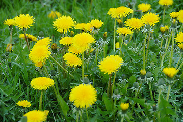 Image showing Dandelions