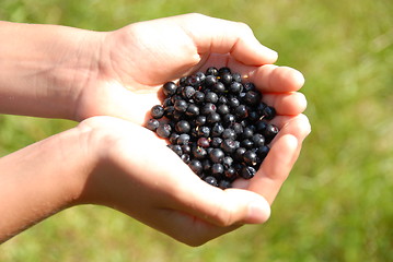 Image showing Berry in hands on the background of grass