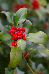 Image showing Xmas Holly 01