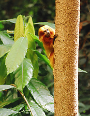 Image showing monkey on a tree