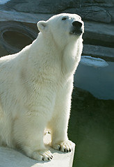 Image showing Polar bear