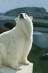 Image showing Polar bear