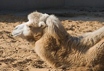 Image showing Camel