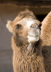 Image showing Portrait of a camel