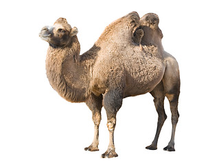 Image showing Standing camel