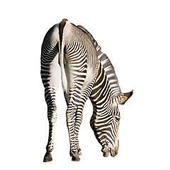 Image showing Zebra